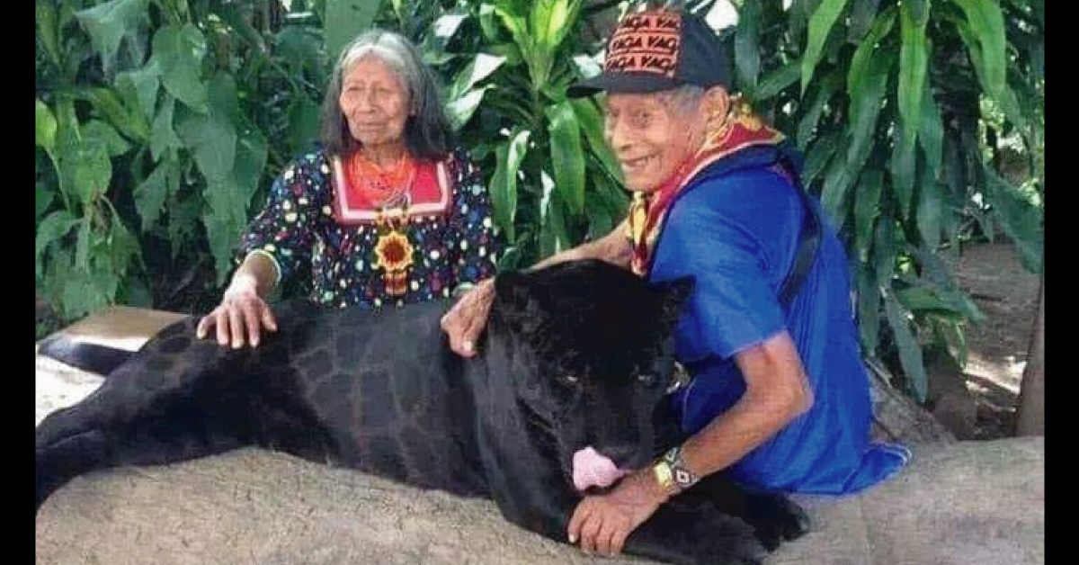 Ancianos maya criaron a un jaguar negro desde que era cachorro y es bellísimo
