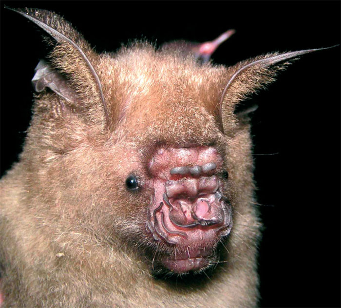28 especies de murciélagos que rara vez son vistos por humanos - Porque