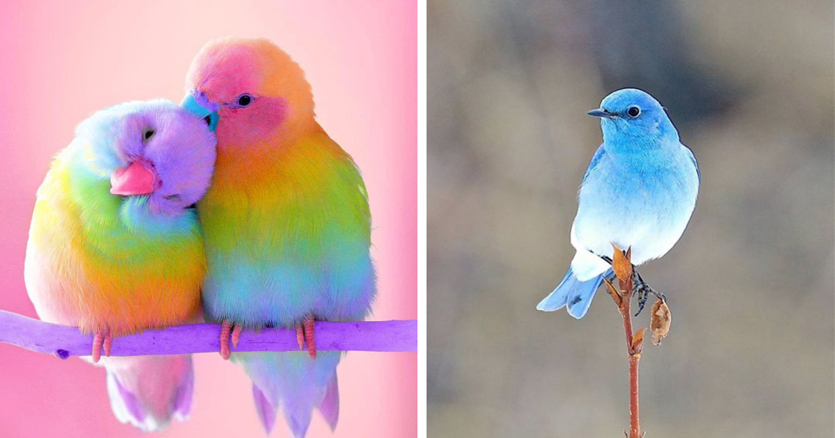 30 Aves tan hermosas que parecen salidas de un concurso de belleza de la naturaleza