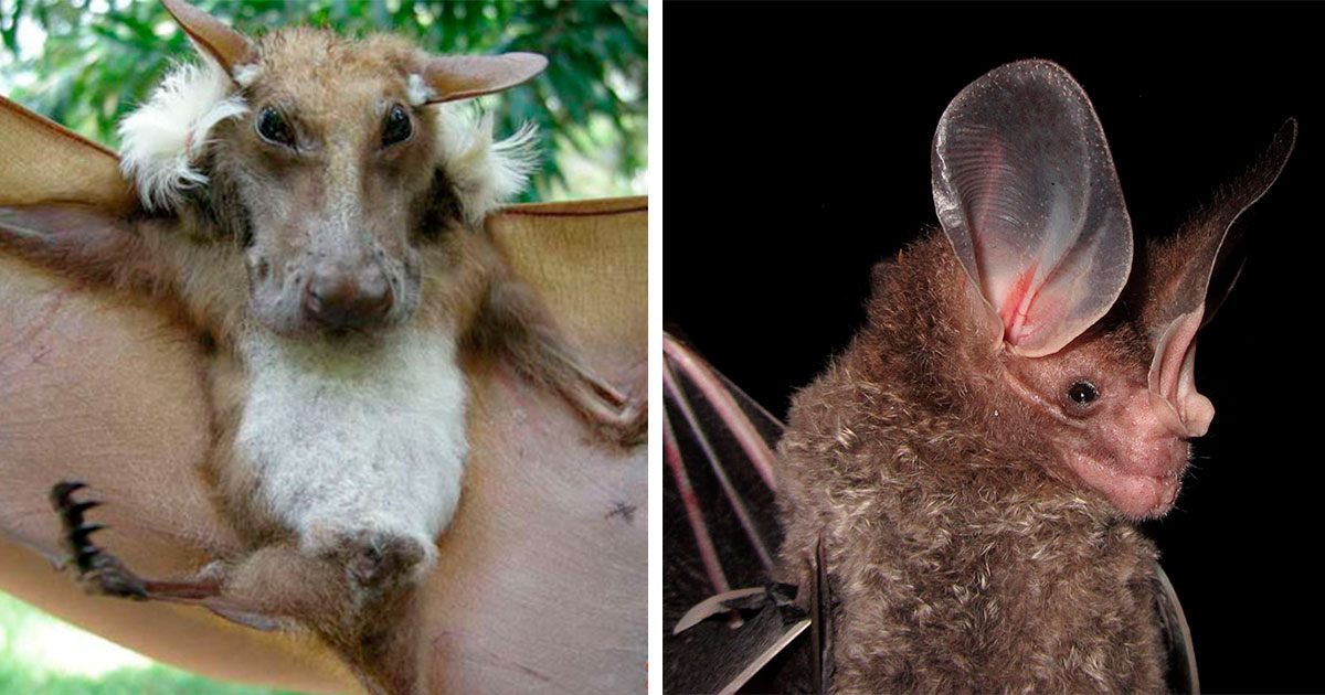 28 especies de murciélagos que rara vez son vistos por humanos