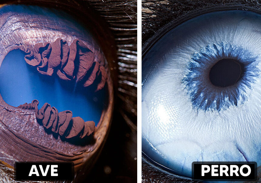 20 Fotos únicas que muestran los ojos de los animales como nunca los habías visto