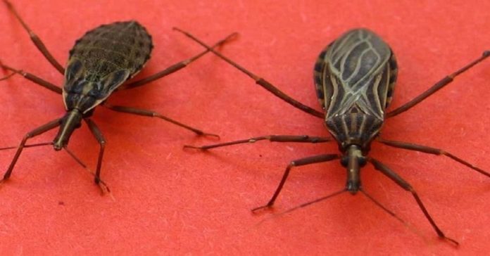 Si encuentras uno de estos insectos en tu casa, ve de inmediato al médico