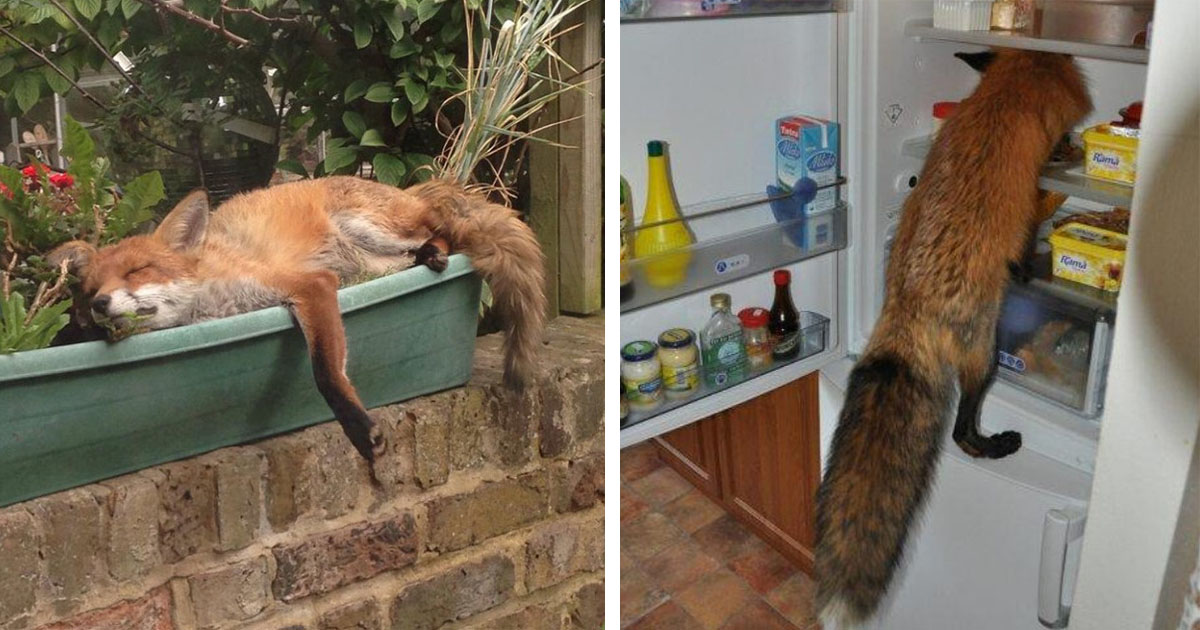 20 fotografías de zorros haciendo de las suyas en hogares