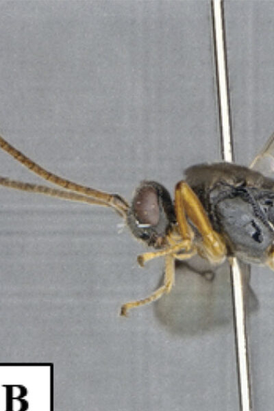 GODZILLA: La nueva especie de avispa descubierta en Japón