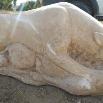 Un hombre se consiguió una leona de piedra íbera antigua en su campo