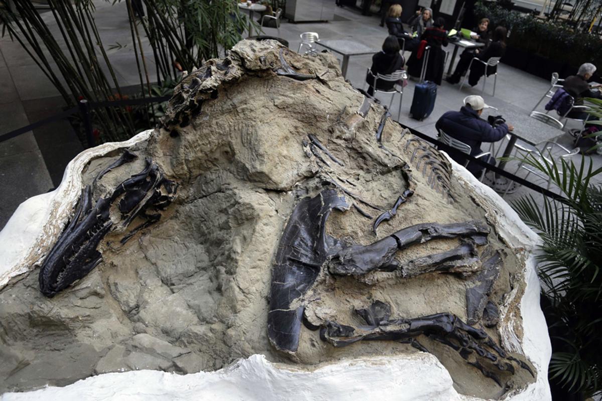 Revelan el primer esqueleto completo de Tiranosaurio Rex de la historia