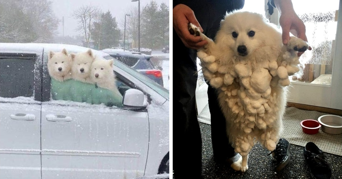 16 Adorables perritos que disfrutan la nieve como ningún otro animal. El husky enamora