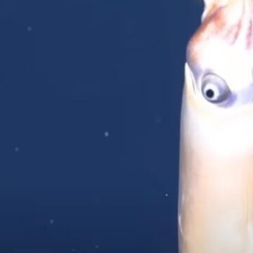 Logran grabar el calamar más raro del mundo a 860 metros de profundidad