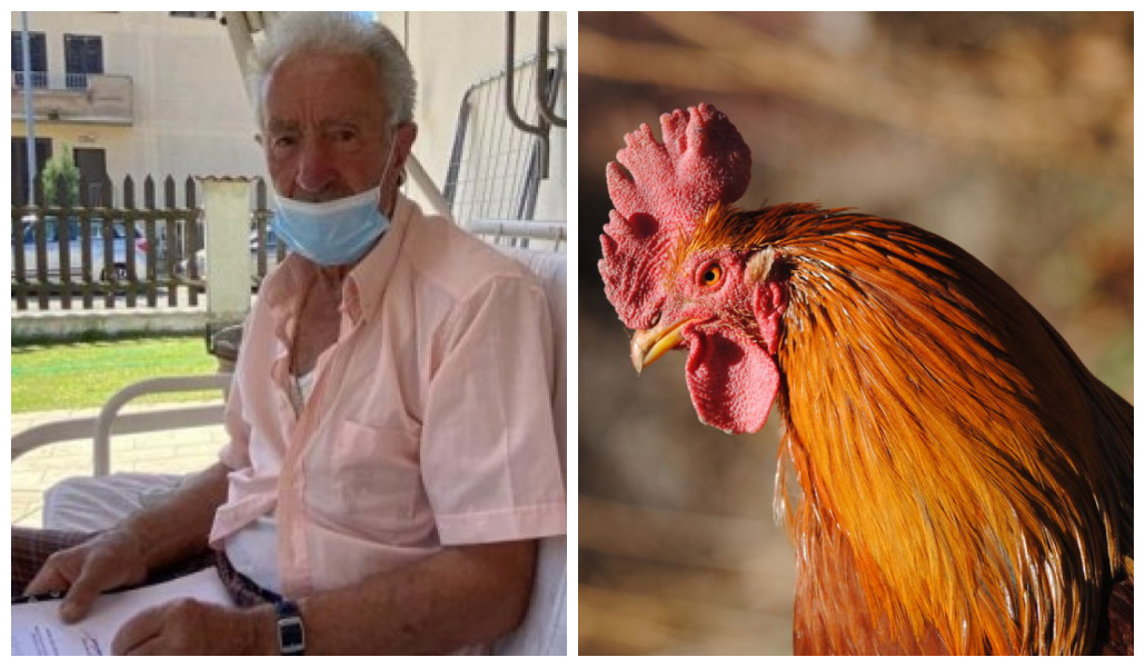 Multan a un abuelito de 83 años por el canto matutino de su gallo