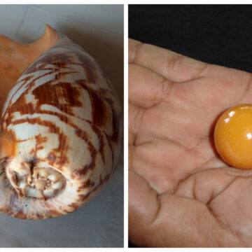 Dos pescadores encuentran una extraña perla naranja sin saber que les cambiaría la vida