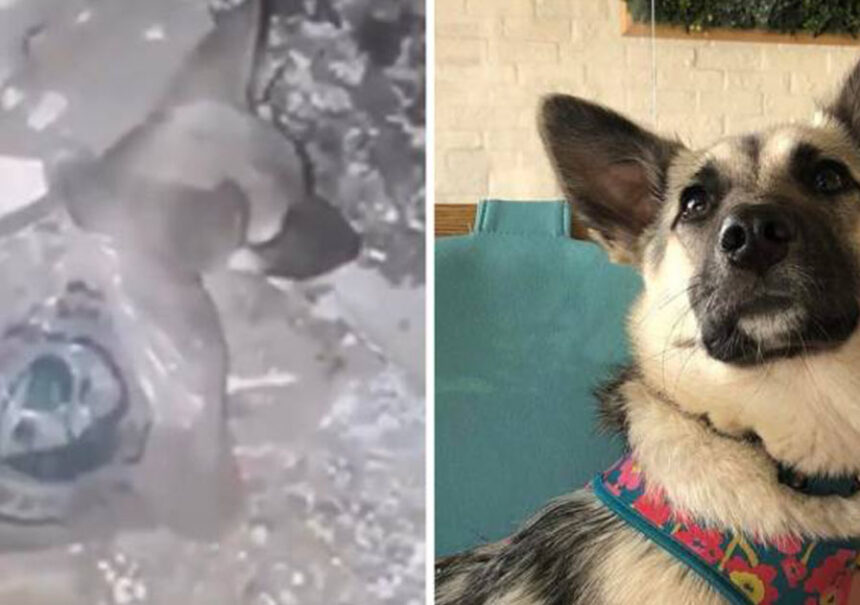 18 Animales antes y después de ser rescatados. Su mirada lo dice todo