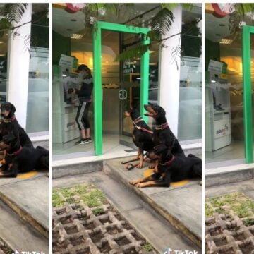 Mujer fue al cajero automático en compañía de «guardaespaldas», sus tres perros Dóberman