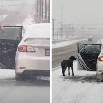Mujer usó tortillas para atraer a un perro y alejarlo de la tormenta. Salvó su vida