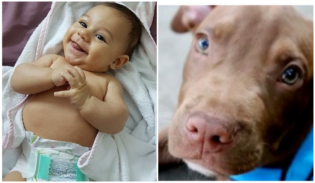 Pitbull rescata a bebé de 7 meses de un incendio