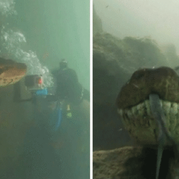 Gigantesca anaconda de 7 metros se topa cara a cara con buzo. Es aterradora