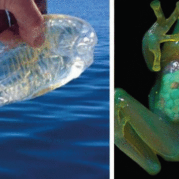 Animales transparentes que parecen de hielo o vidrio, pero son reales