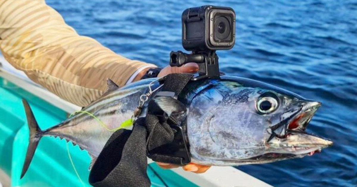 Un hombre consigue que un pez grabe el fondo del mar con una GoPro