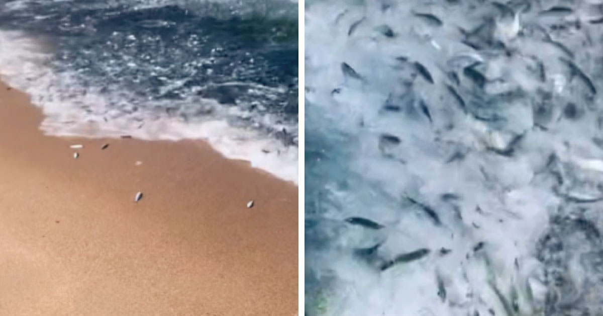 Extraño comportamiento de peces en las costas mexicanas; querían salir del mar