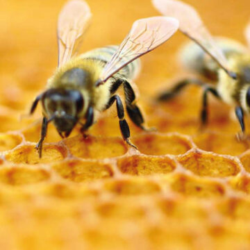 Las abejas son declaradas la especie más valiosa del planeta