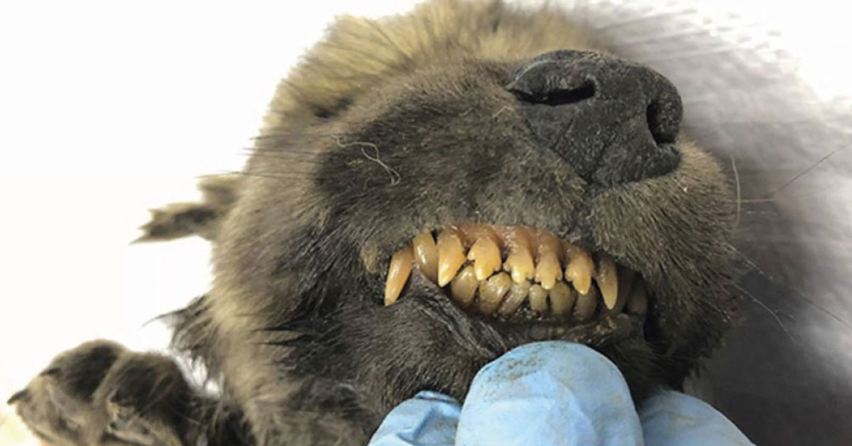 Científicos encuentran un raro espécimen: piensan que es una mezcla de perro-lobo de 18 mil años