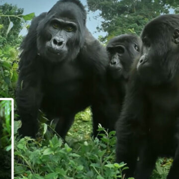 Robot espía capta que gorilas cantan y se tiran flatulencias cuando comen