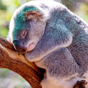 Declaran “funcionalmente” extinto al Koala, la población está en grave descenso