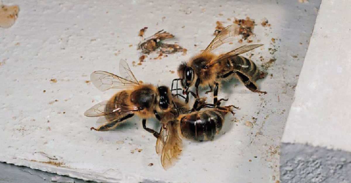 Miles de abejas están muriendo de cansancio por la producción de este alimento vegetariano