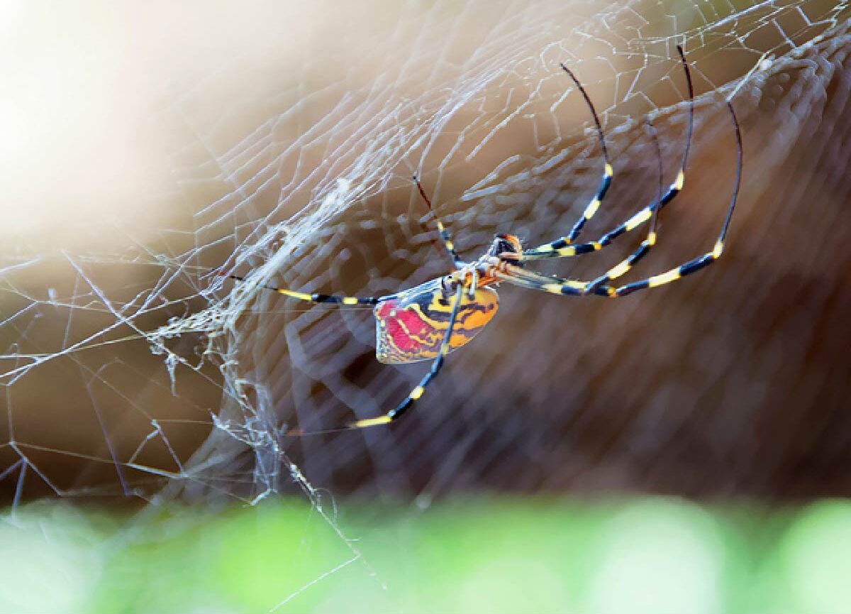 La araña asiática que está invadiendo el este de los Estados Unidos