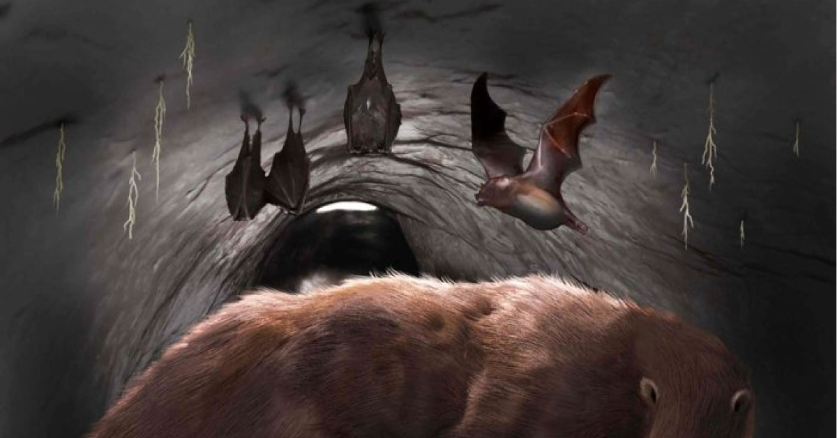 Así era el muciélago gigante que habitaba Sudamérica hace 100 mil años