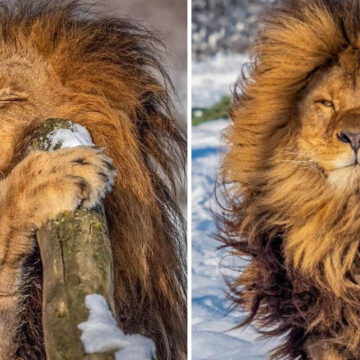Fotógrafo capta a león que parece acaba de salir de la peluquería, posó para el lente.