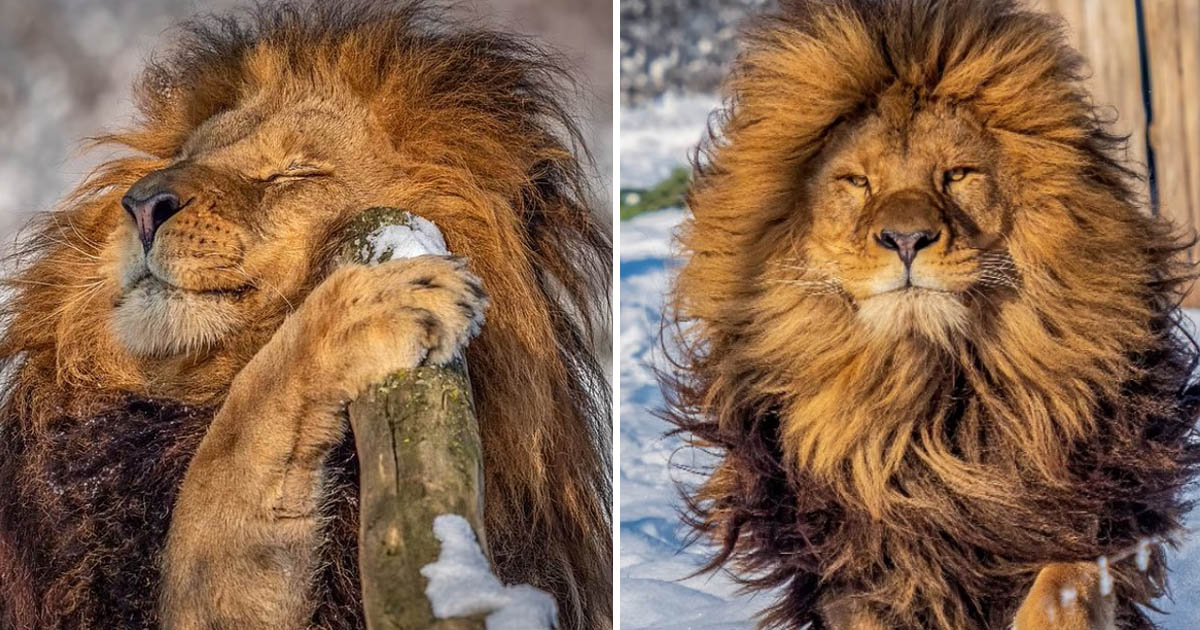 Fotógrafo capta a león que parece acaba de salir de la peluquería, posó para el lente.