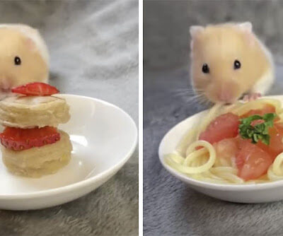 Joven TikToker le prepara platos gourmet en miniatura a su hámster, los videos se volvieron virales.