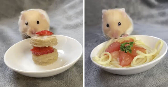Joven TikToker le prepara platos gourmet en miniatura a su hámster, los videos se volvieron virales.