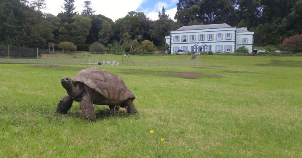 La tortuga más vieja del mundo cumple 190 años