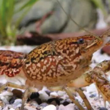 Nueva especie de cangrejo de río ha mutado y está apareciendo por todo el mundo