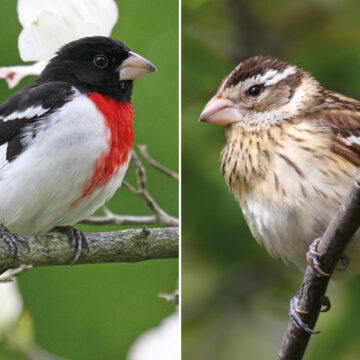 Encuentran un pájaro mitad hembra y mitad macho en Pensilvania.