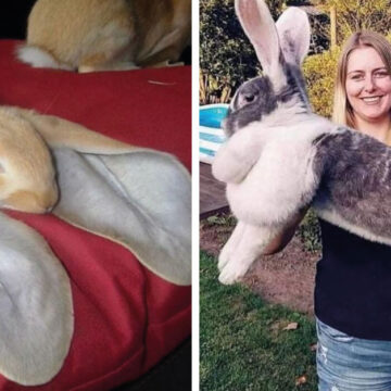 19 ejemplos de cómo un conejo te mejorará la vida. 