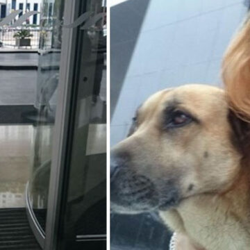 Azafata adopta y le da un hogar al perrito callejero que siempre la esperaba afuera de su hotel