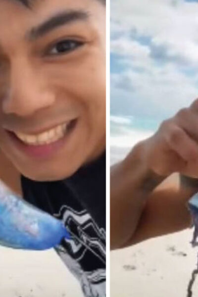 VIDEO: Tiktoker recoge y lame una medusa sin saber que se trata de una carabela portuguesa mortal
