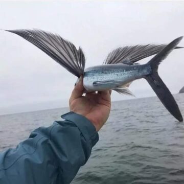 El pez volador si existe