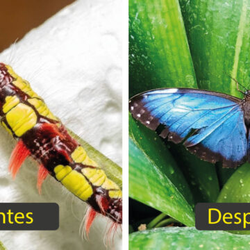 12 fotos de tiernas orugas que se convirtieron en hermosas mariposas.