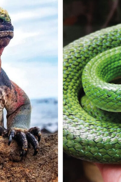 18 reptiles raros que parecen sacados de cuentos de fantasía.  