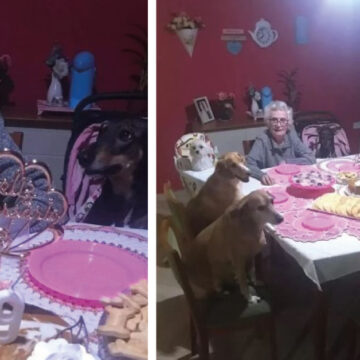 10 perritos le «organizan» fiesta de cumpleaños a abuelita de 89 años