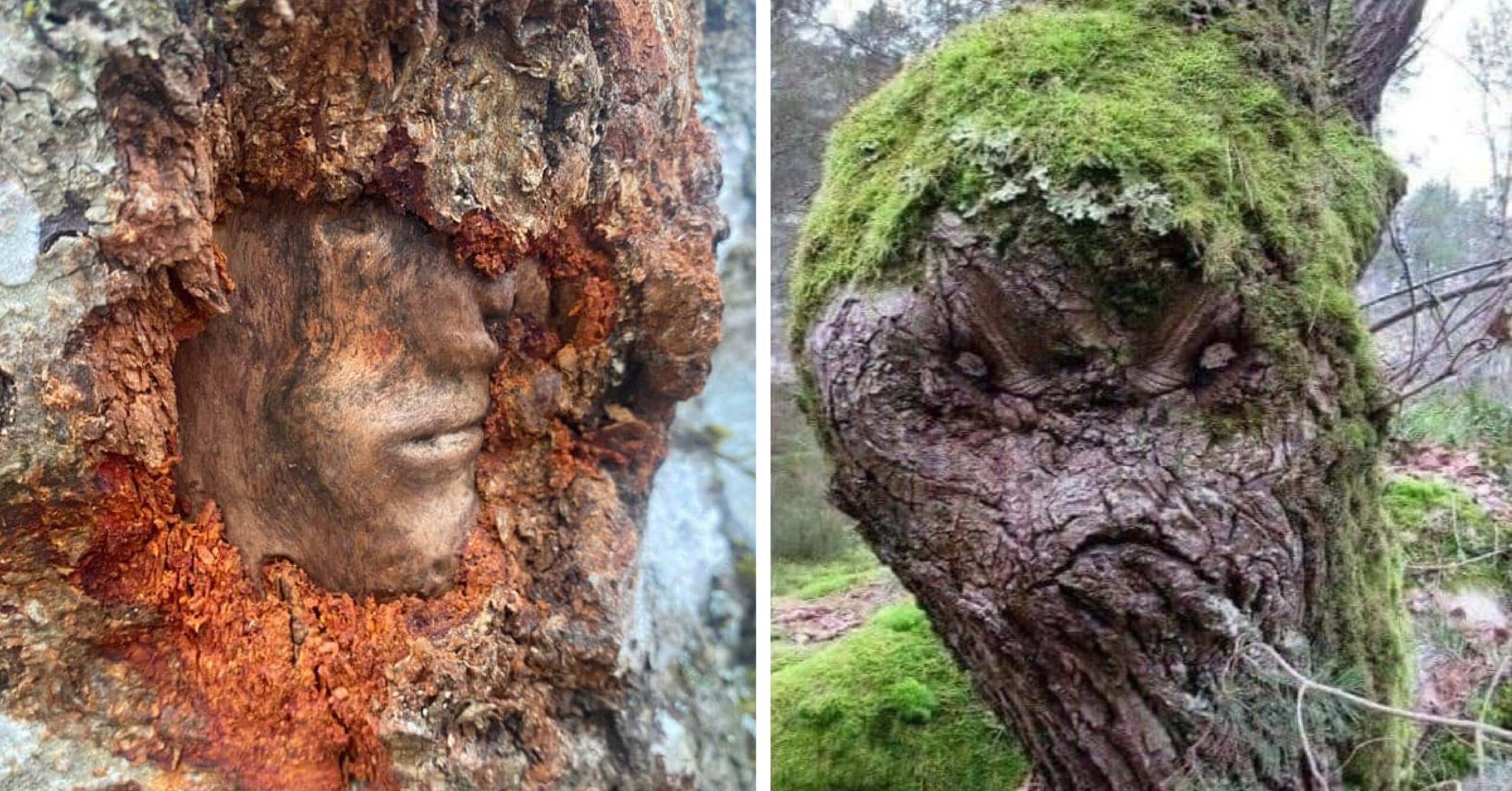 14 árboles extraños con una apariencia tan humana que dan miedo
