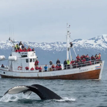 Islandia prohibirá la caza de ballenas a partir del 2024
