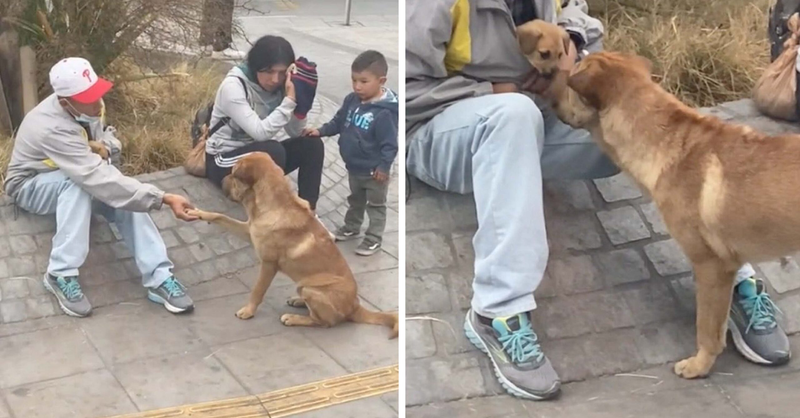 Perrito callejero se acerca a saludar a un hombre y su cachorro. Le dio la patita amablemente