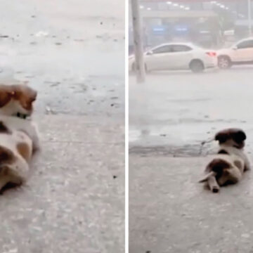 Video: Perrito disfruta de la lluvia bajo el techo de su casa, quería relajarse.