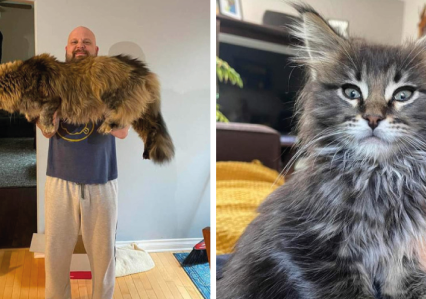 20 gatos que impresionan por su gigantesco tamaño y su enorme carisma