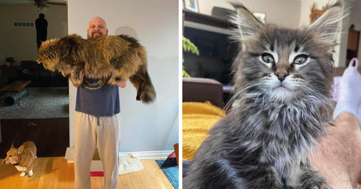 20 gatos que impresionan por su gigantesco tamaño y su enorme carisma