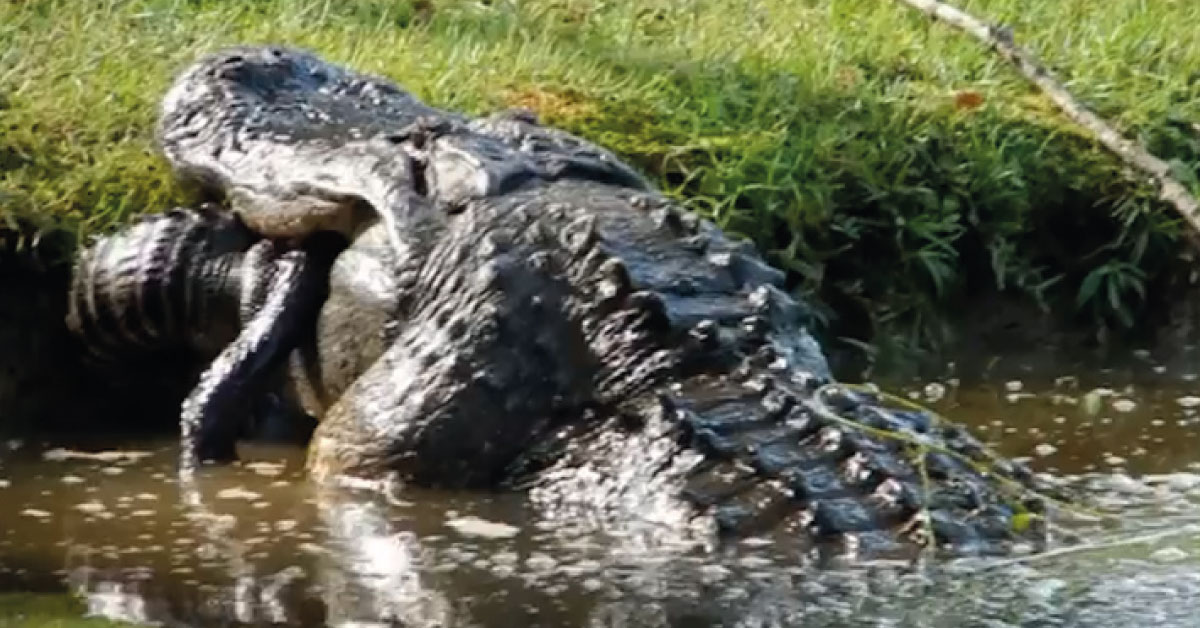 “Es un dinosaurio”: captan en video cocodrilo caníbal comiéndose a otro más pequeño.